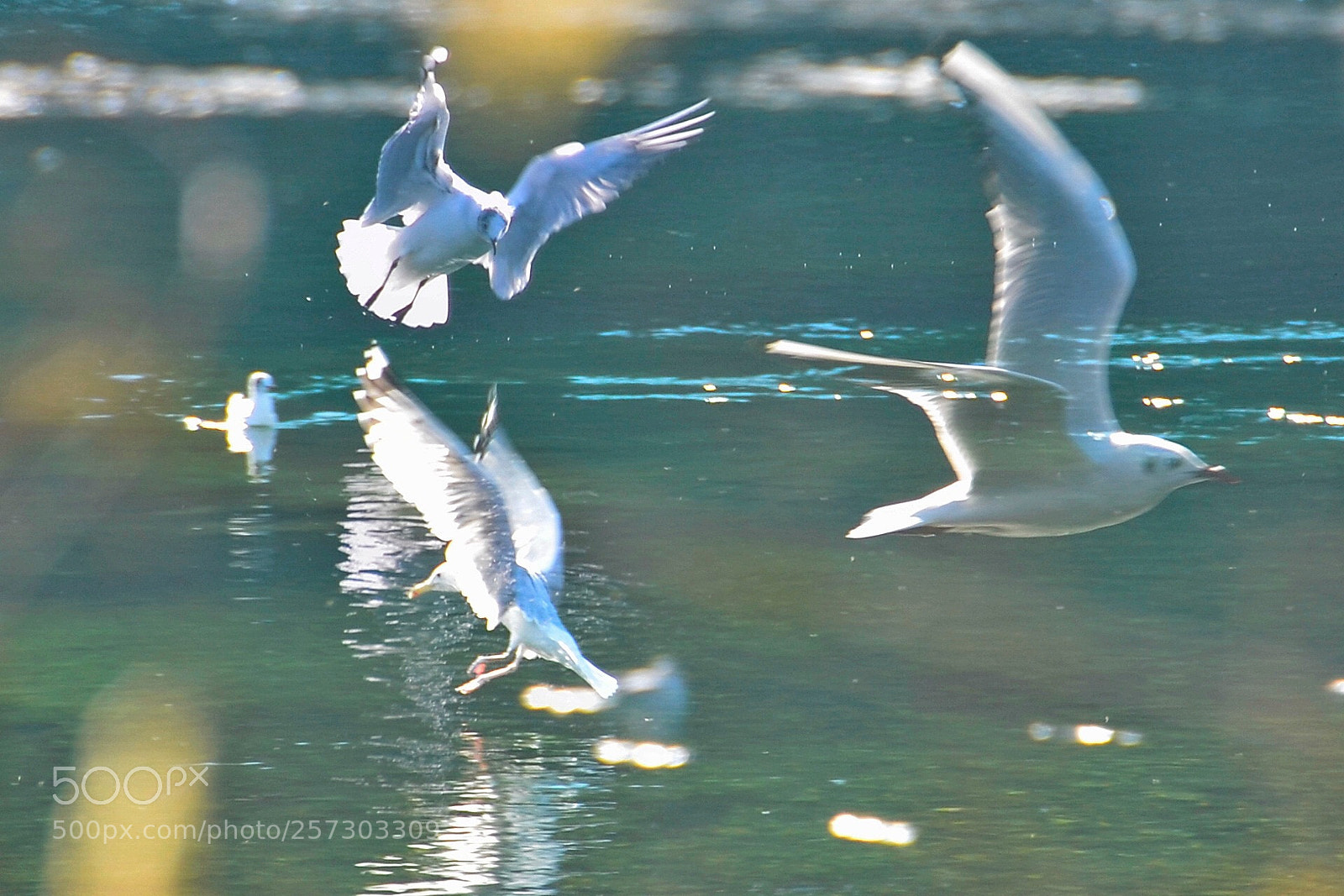 Nikon D7000 sample photo. Untitled photography