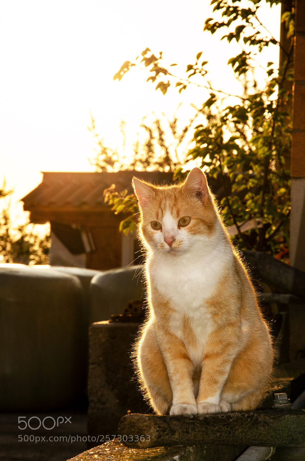 Nikon D7000 sample photo. Katze auf dem bauernhof photography