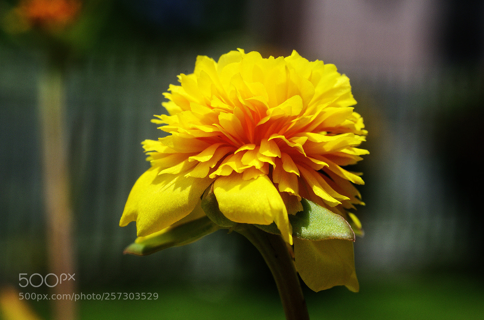 Nikon D7000 sample photo. Petite fleur jaune photography