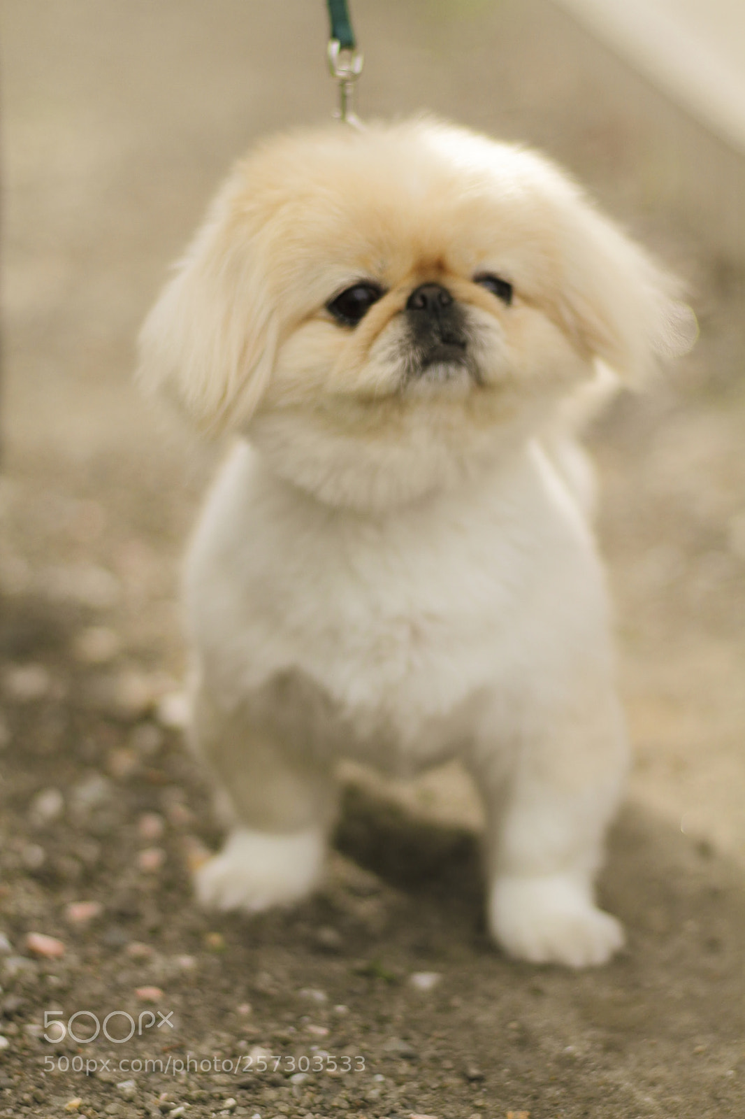 Canon EOS 7D + Canon EF 50mm F1.8 II sample photo. Pekingese photography