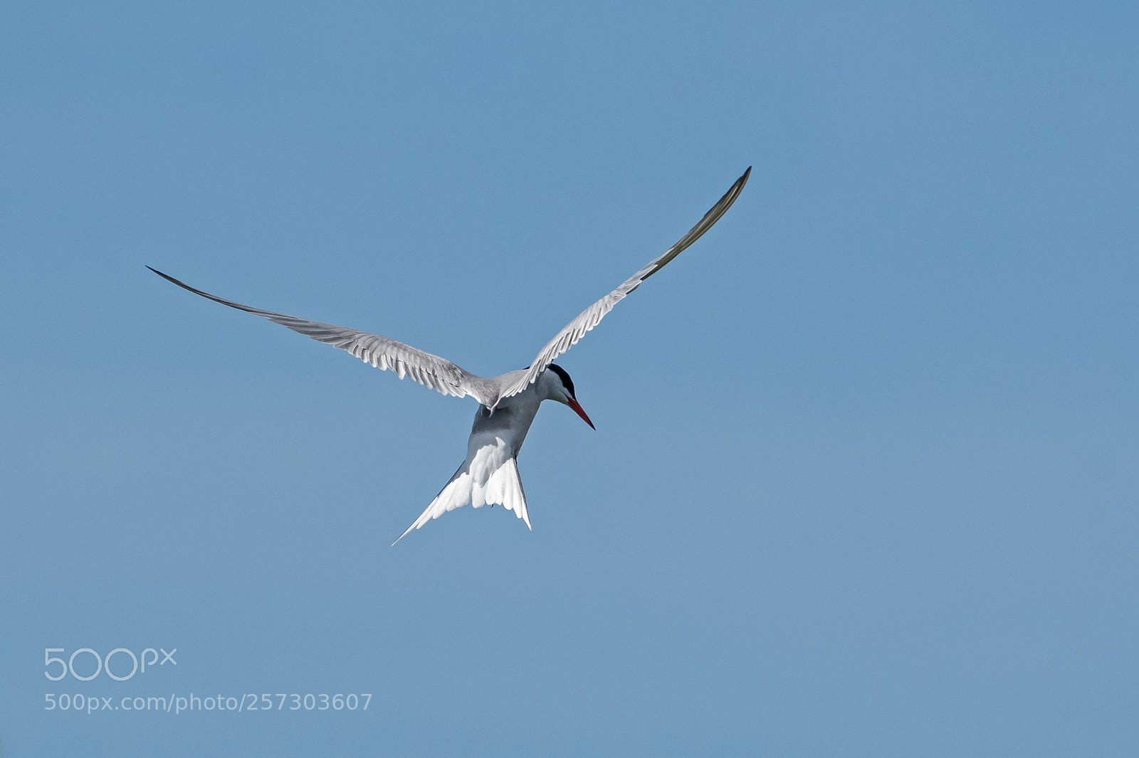 Nikon D500 sample photo. Common tern photography