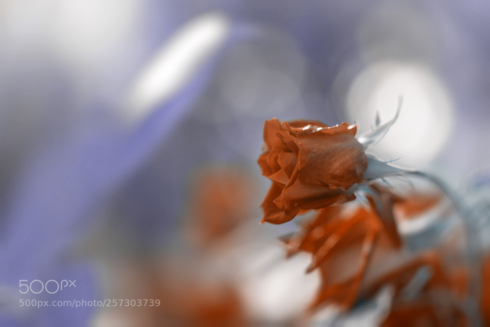 Nikon D810 sample photo. Rose photography