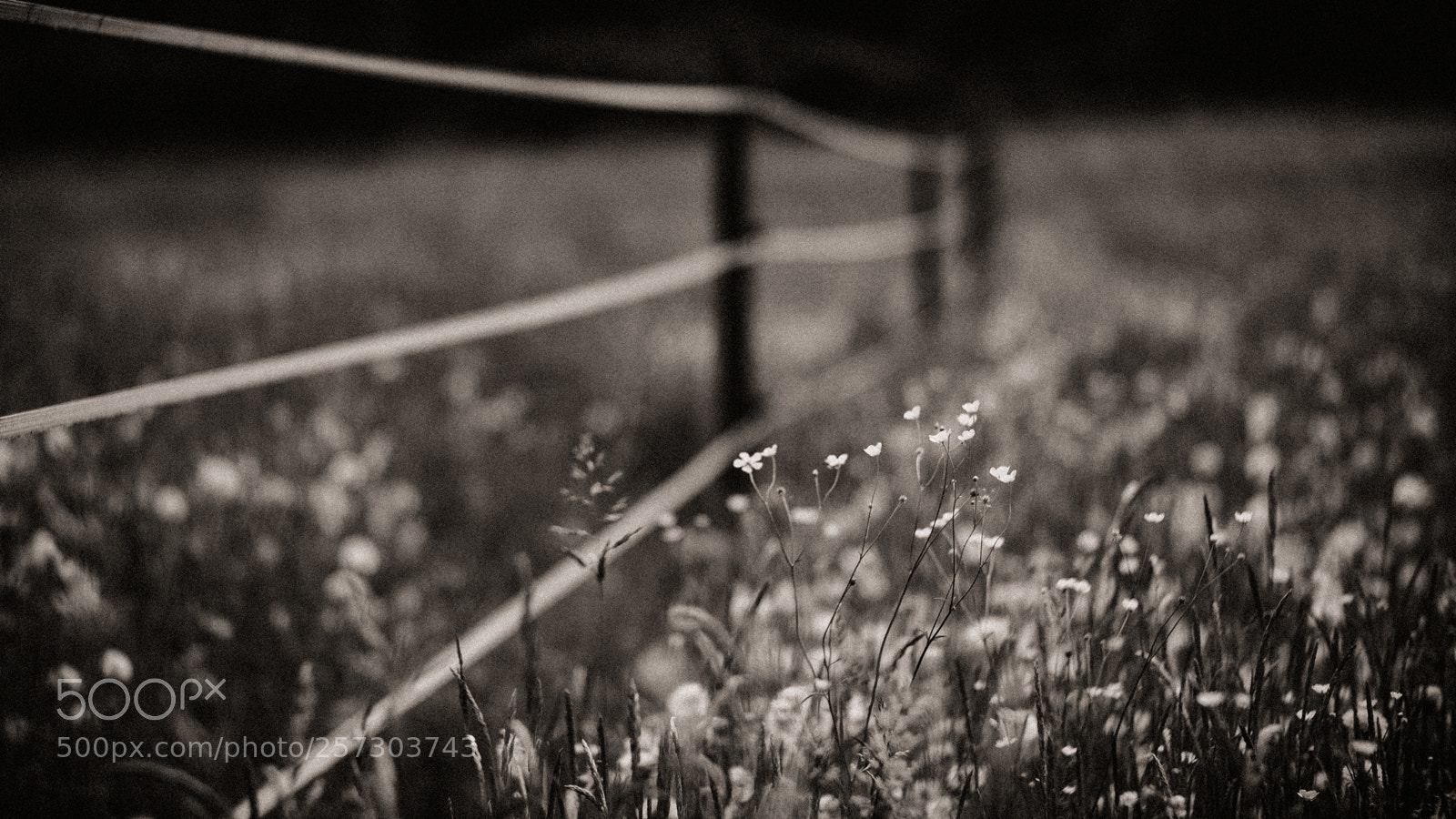 Fujifilm X-H1 sample photo. Monochrome summer photography