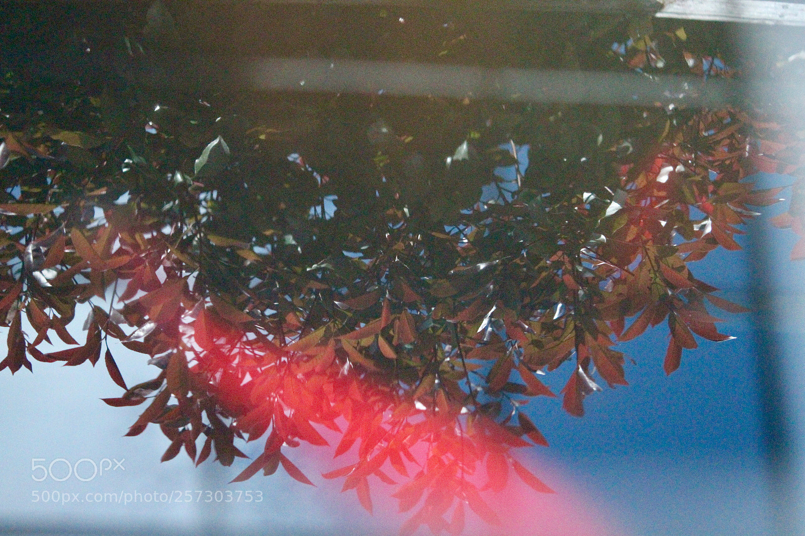 Canon EOS 1300D (EOS Rebel T6 / EOS Kiss X80) sample photo. Reflection and fish~ photography