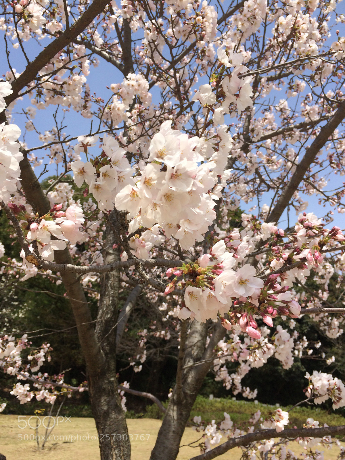 Apple iPhone 5s sample photo. Sakura photography