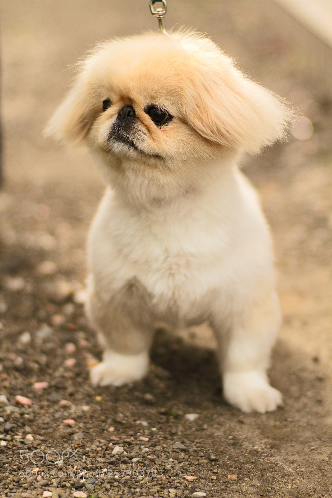 Canon EOS 7D + Canon EF 50mm F1.8 II sample photo. Pekingese photography