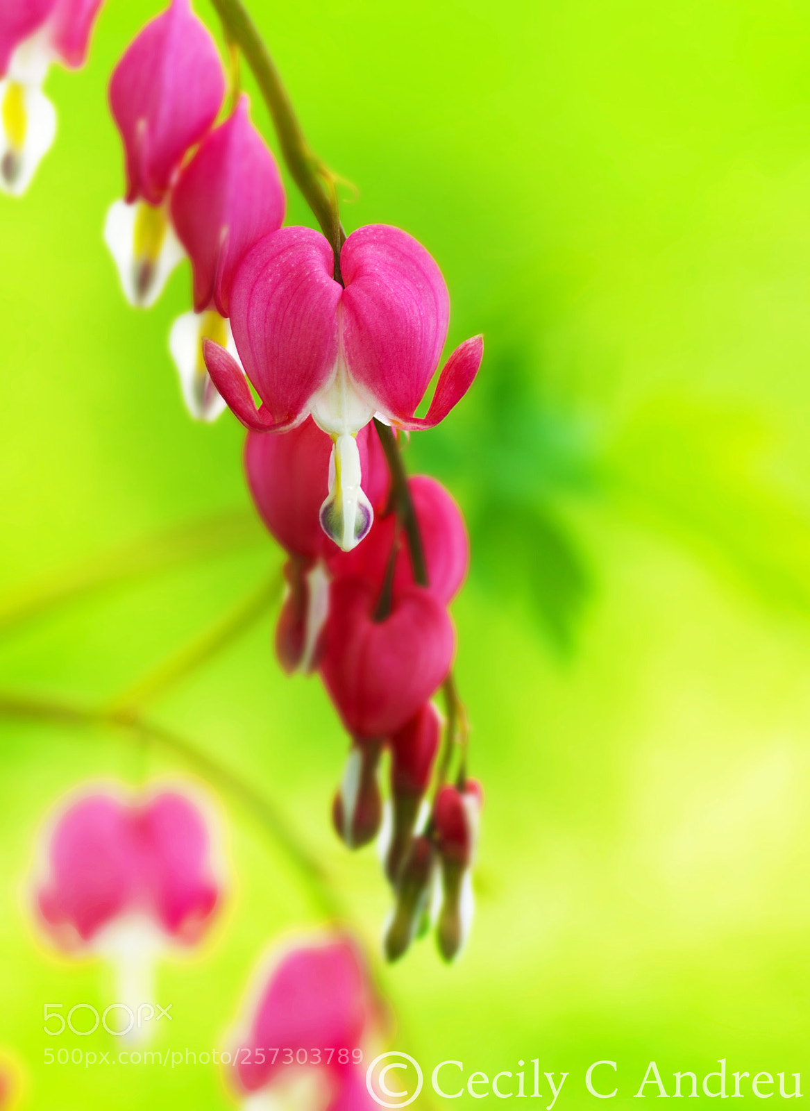 Canon EOS 40D sample photo. Bleeding heart photography