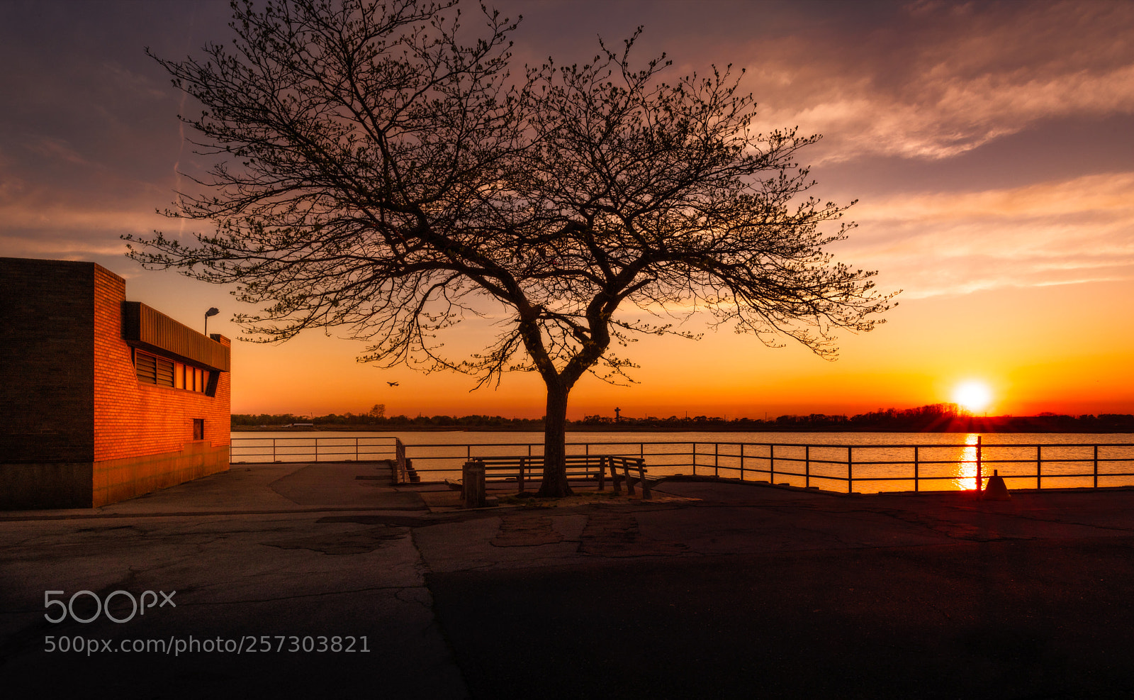 Nikon D850 sample photo. The giving tree photography