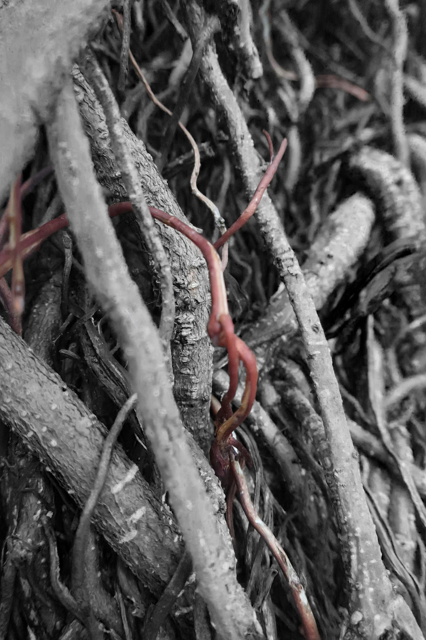 Canon PowerShot G9 X Mark II sample photo. Roots photography