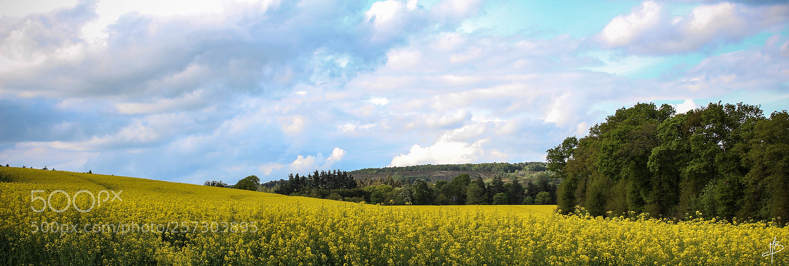 Canon EOS 700D (EOS Rebel T5i / EOS Kiss X7i) sample photo. Oilseed rape landscape photography