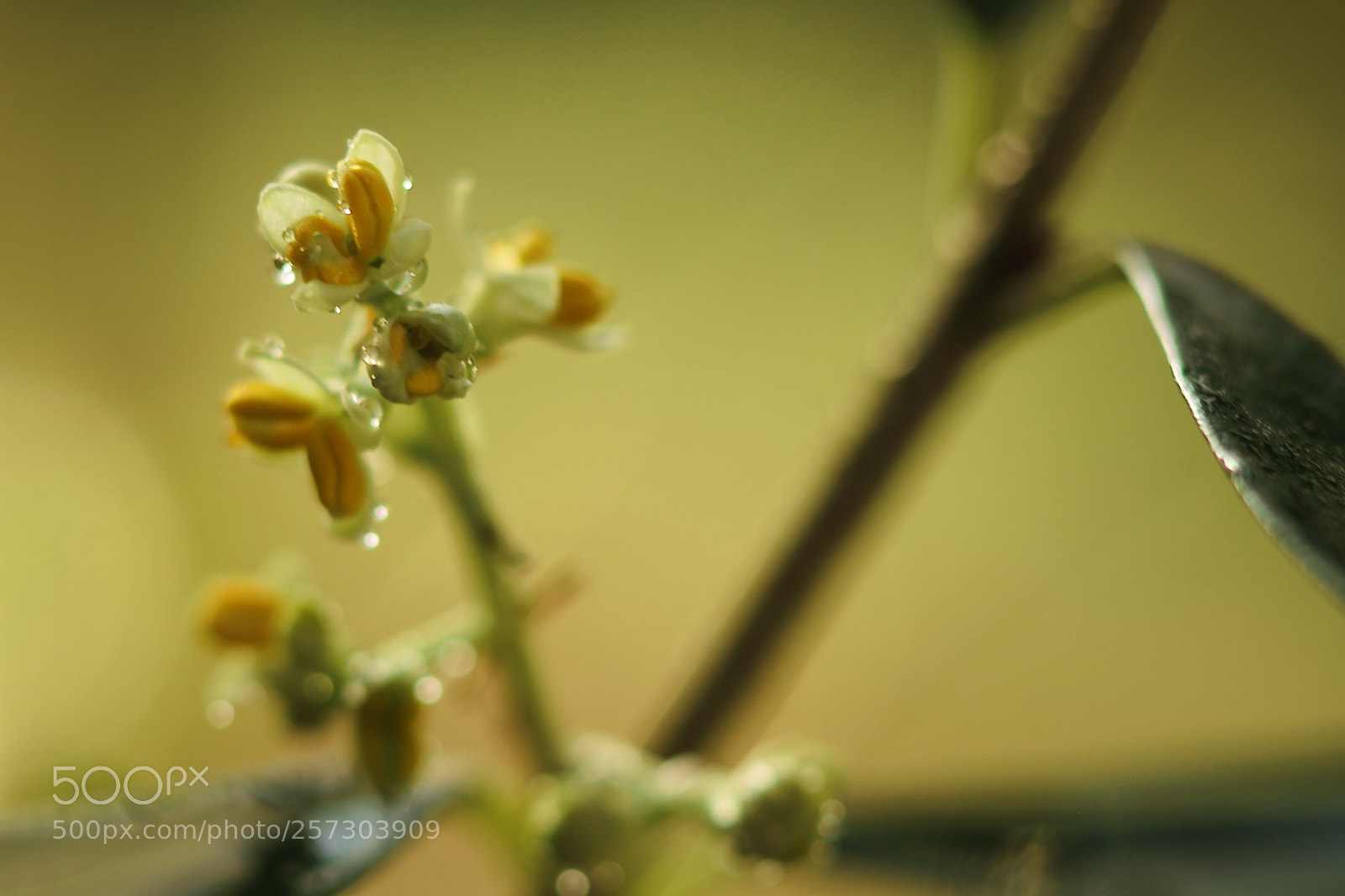 Canon EOS 7D + Canon EF 50mm F1.8 II sample photo. Flower of olive photography
