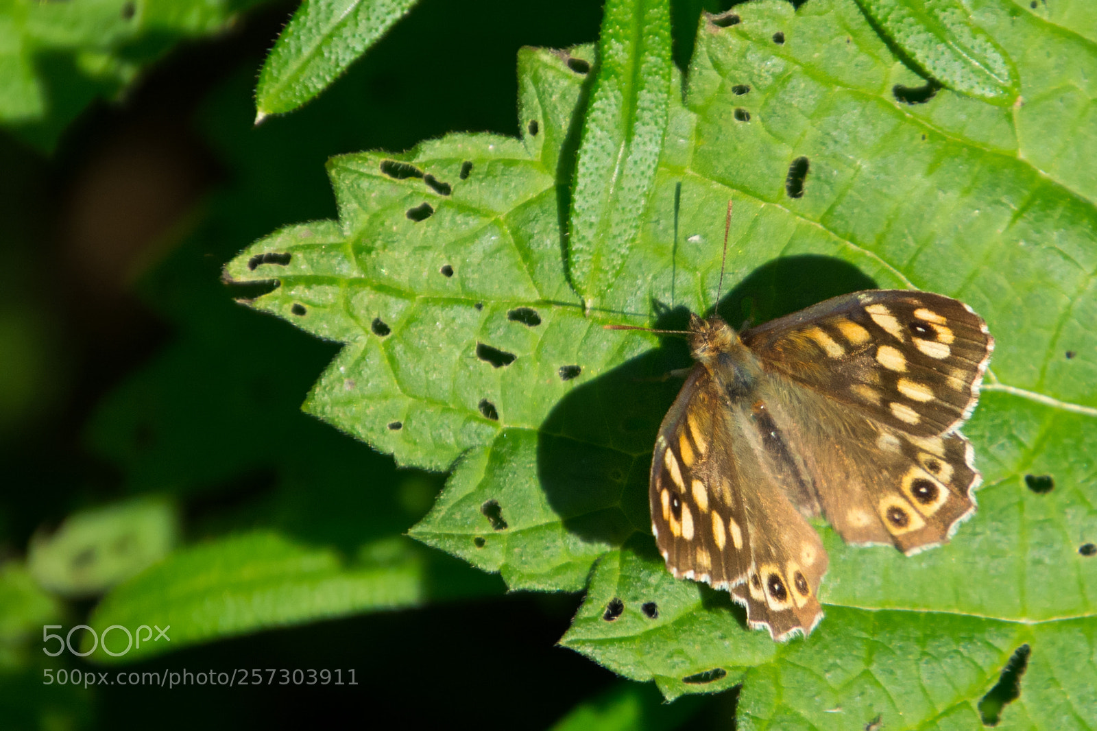 Nikon D7100 sample photo. Speckled wood casting shadows photography