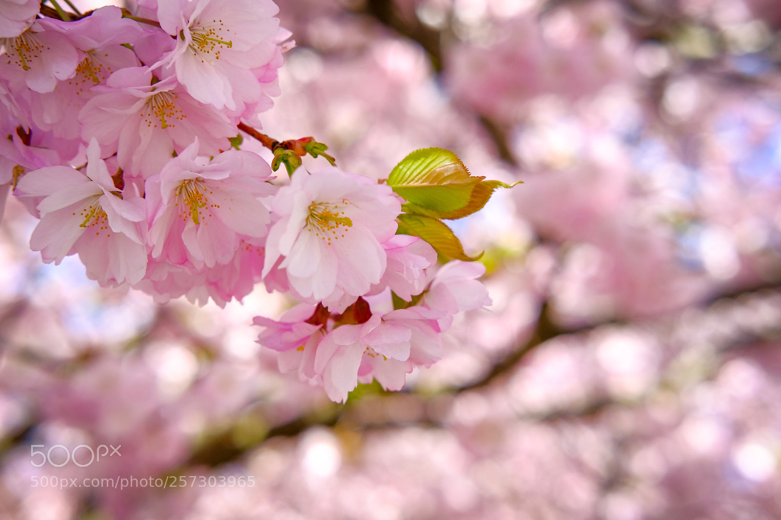 Fujifilm X-Pro2 sample photo. Mikael rudolfsson photography