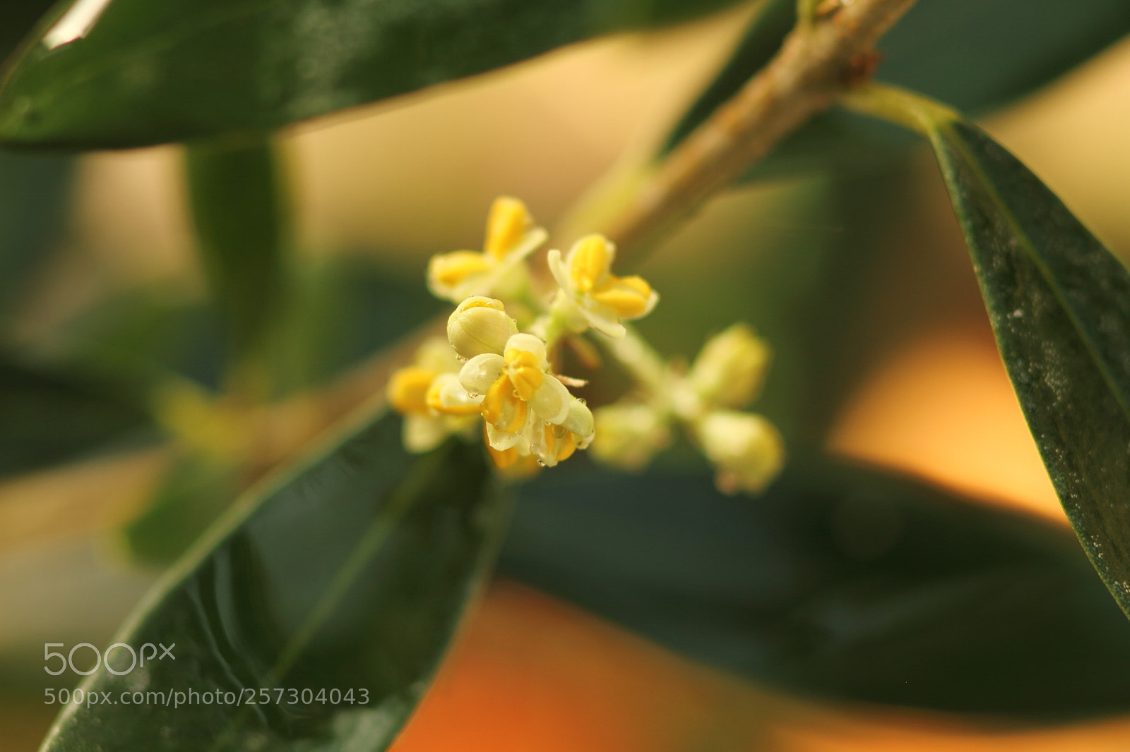 Canon EOS 7D + Canon EF 50mm F1.8 II sample photo. Flower of olive photography