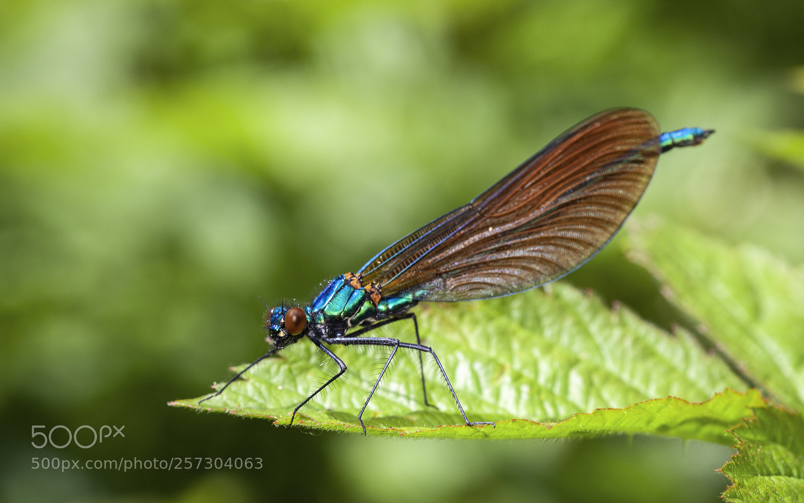 Canon EOS 5D Mark II sample photo. Beautiful damoiselle photography