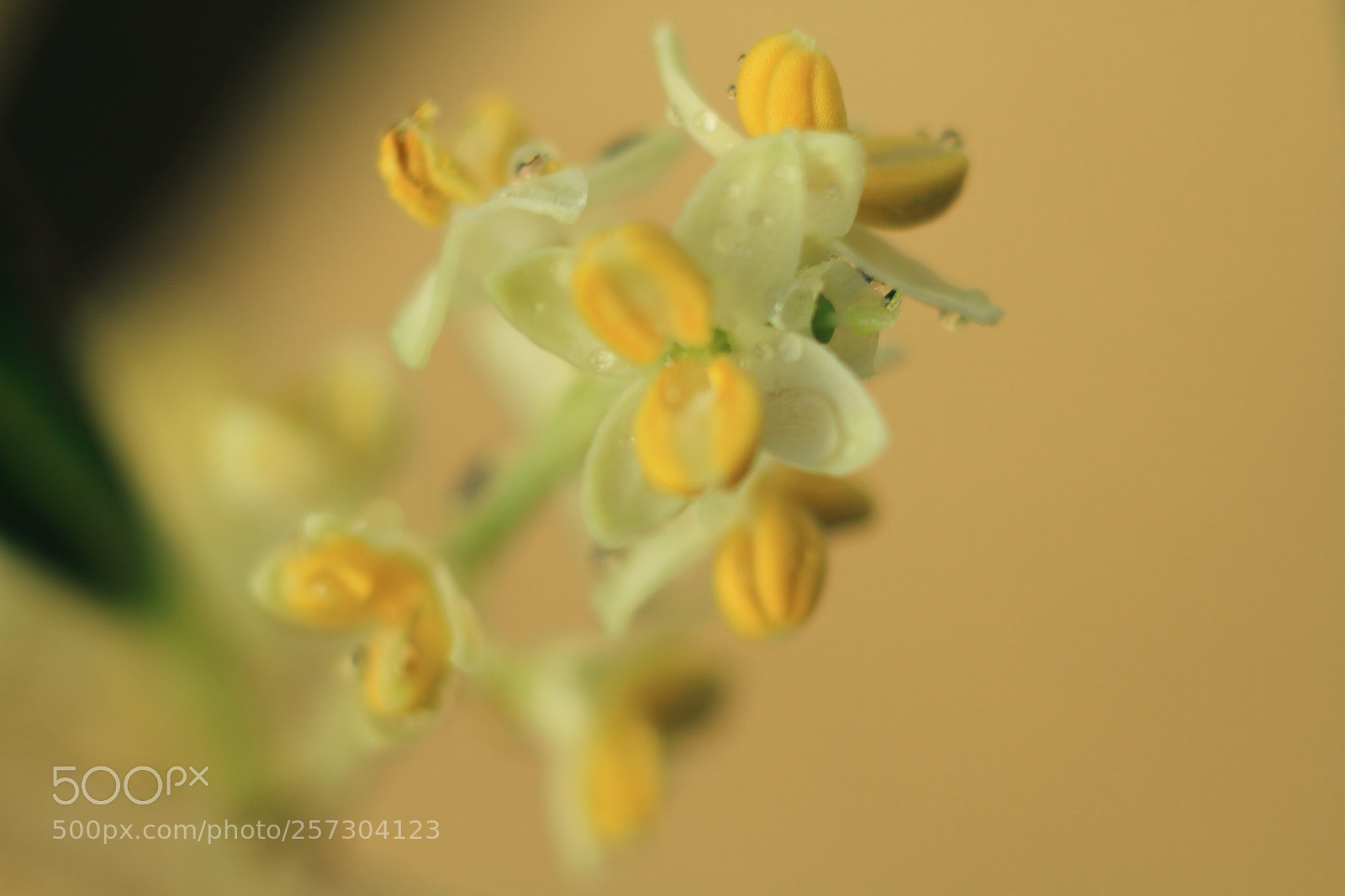 Canon EOS 7D + Canon EF 50mm F1.8 II sample photo. Flower of olive photography