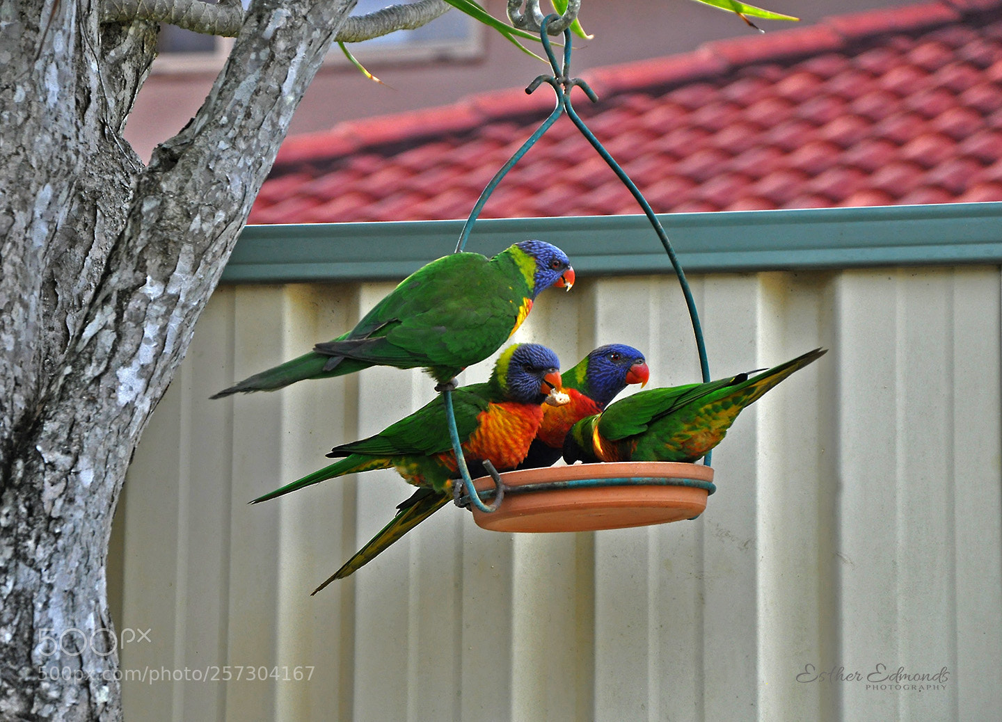 Nikon D90 sample photo. My new neighbours photography
