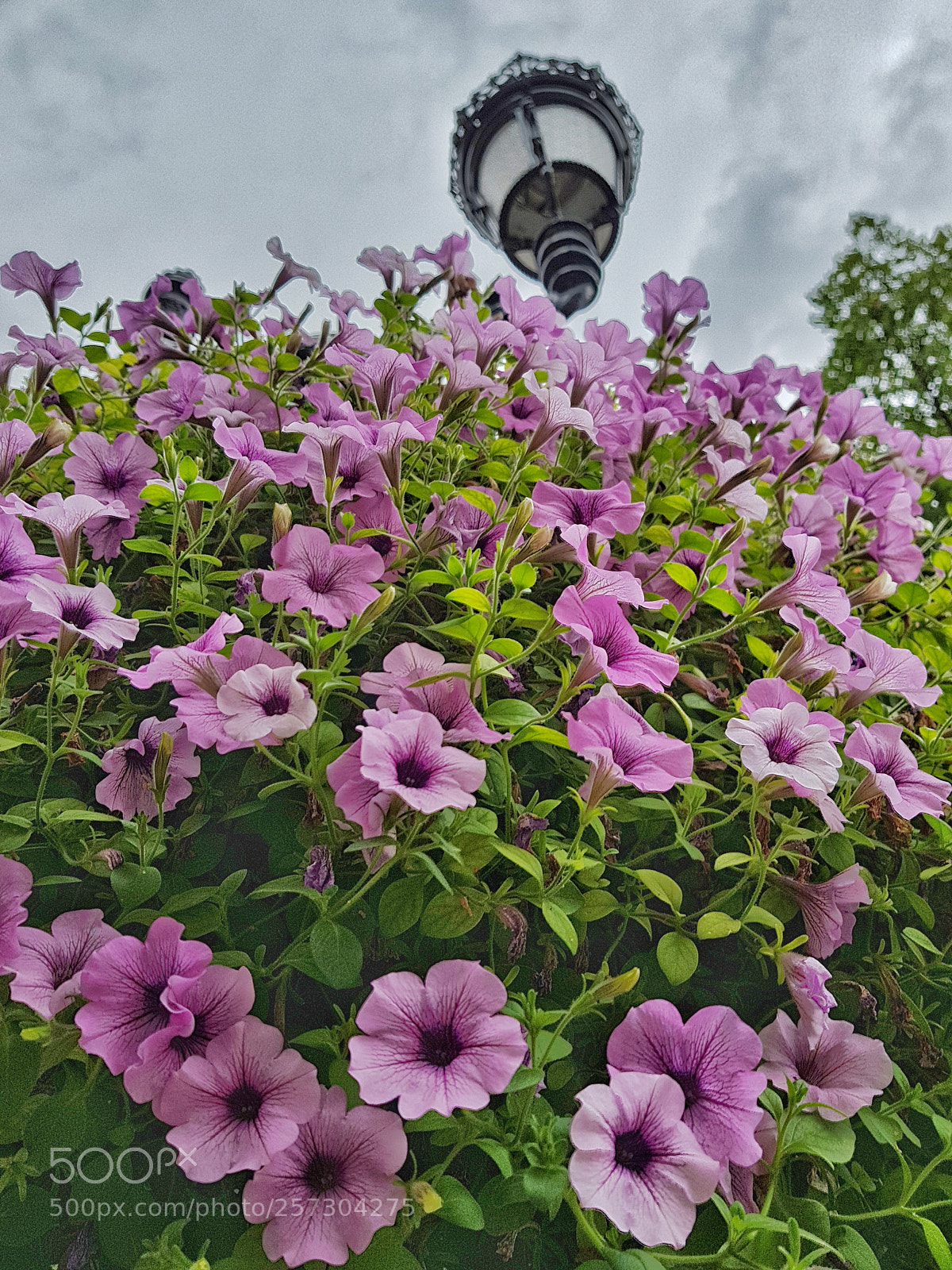 Samsung Galaxy S8 sample photo. Floralxcloud photography