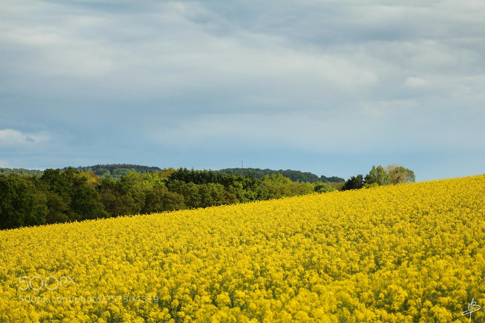 Canon EOS 700D (EOS Rebel T5i / EOS Kiss X7i) sample photo. Oilseed rape landscape photography