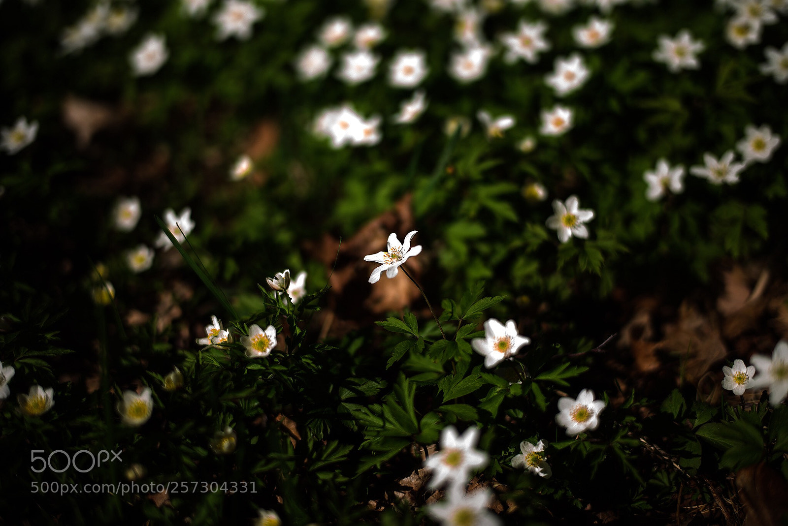 Leica M (Typ 240) sample photo. Spring photography