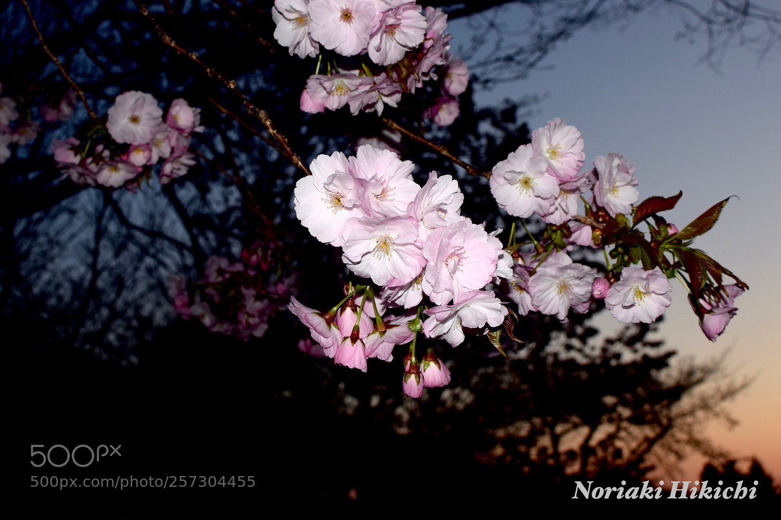 Nikon D5300 sample photo. Untitled photography