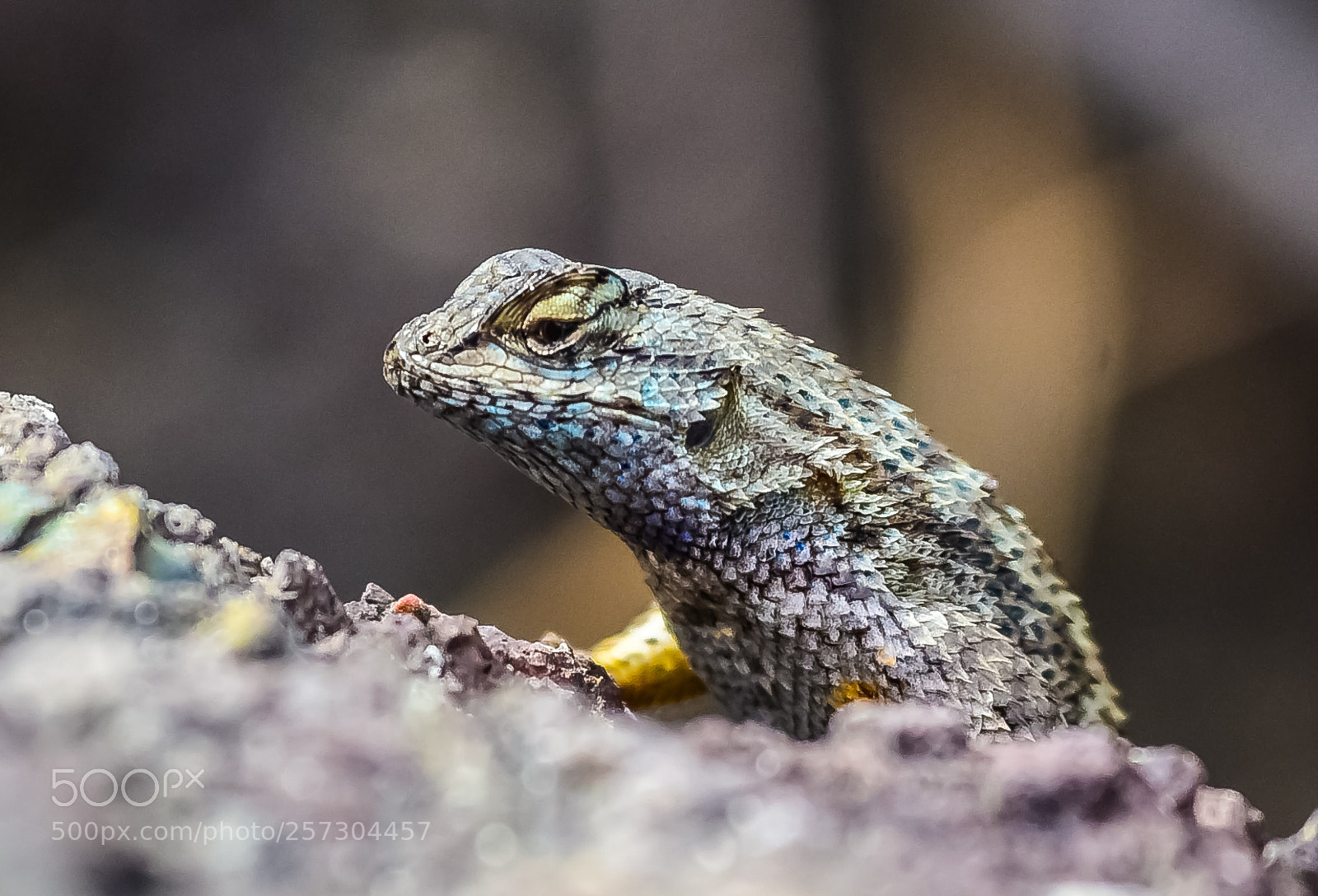 Nikon D750 sample photo. Californian lizard photography