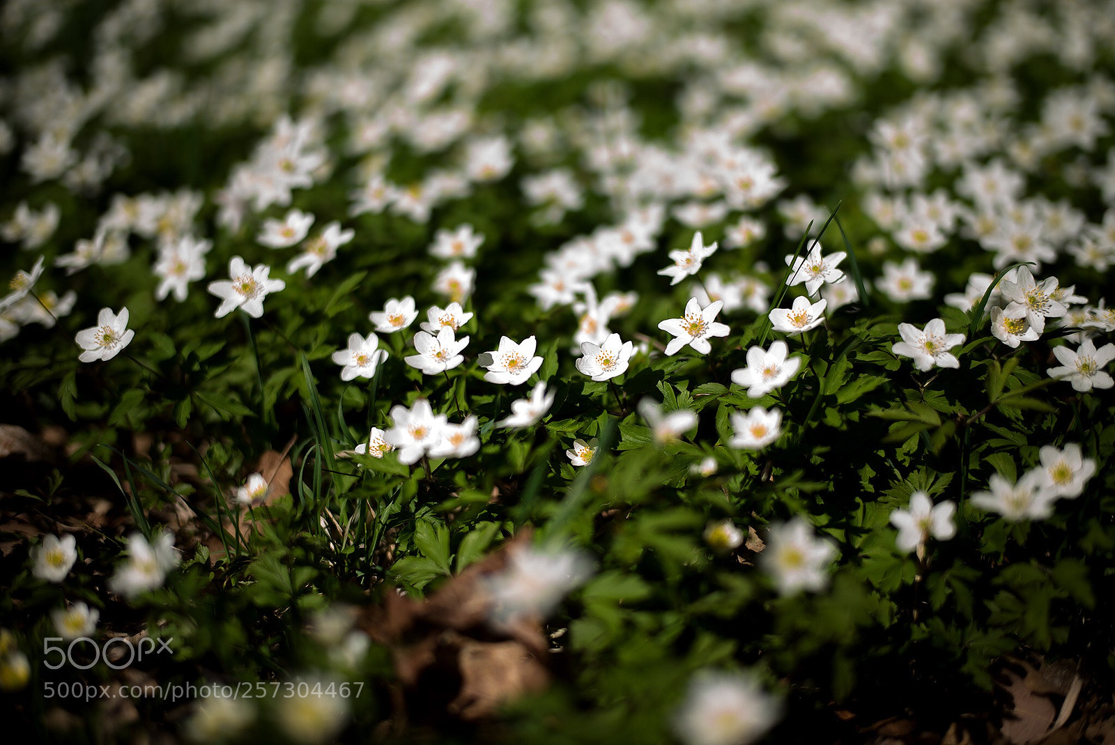 Leica M (Typ 240) sample photo. Spring photography