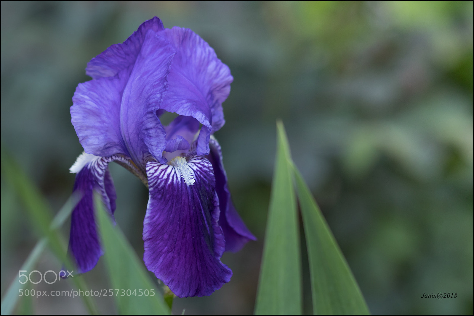 Canon EOS 77D (EOS 9000D / EOS 770D) sample photo. Delicate touch of the photography
