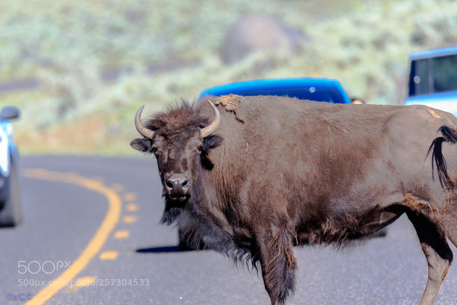Canon EOS 7D Mark II sample photo. Bison-jam photography