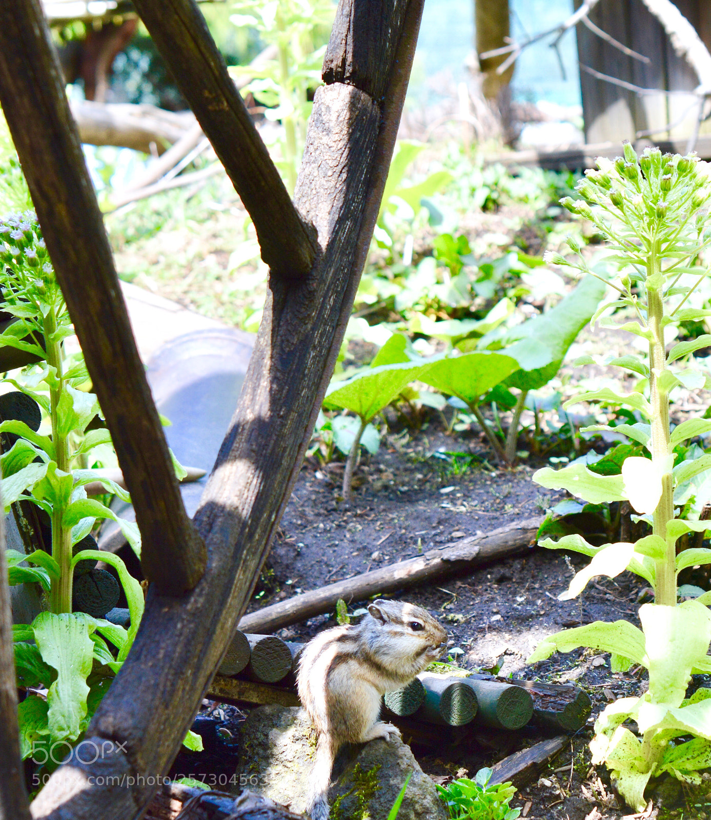 Nikon D3200 sample photo. Chipmunk photography