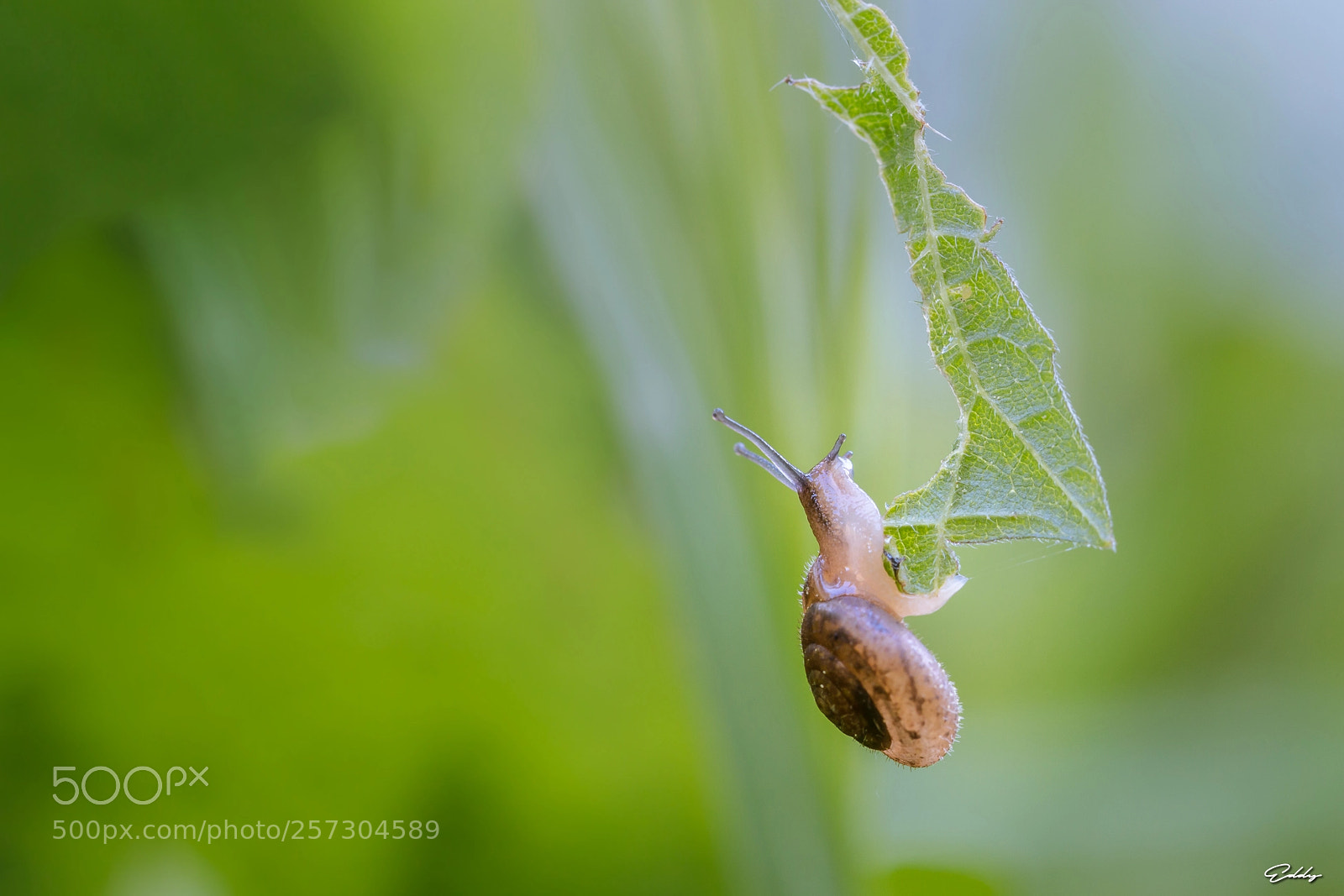 Canon EOS 70D sample photo. Apétit d'escargot photography