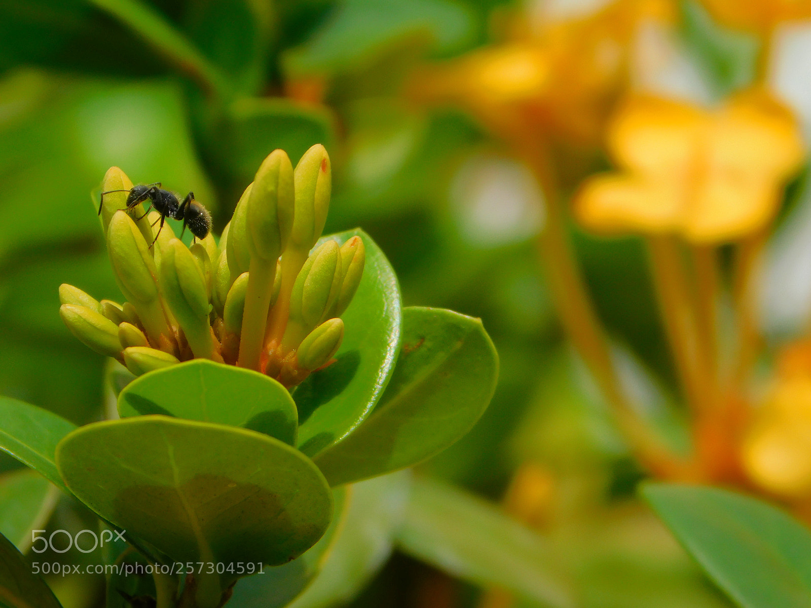 Nikon Coolpix B500 sample photo. Ant photography