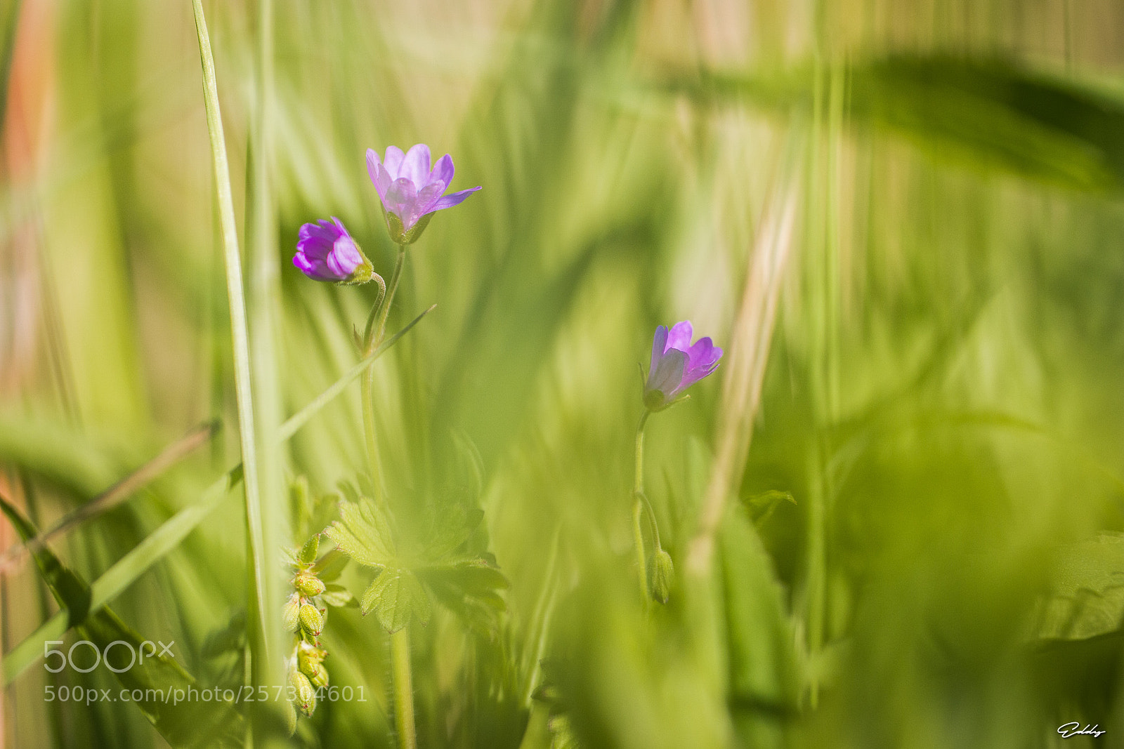 Canon EOS 70D sample photo. Petites fleurs sauvages violettes photography