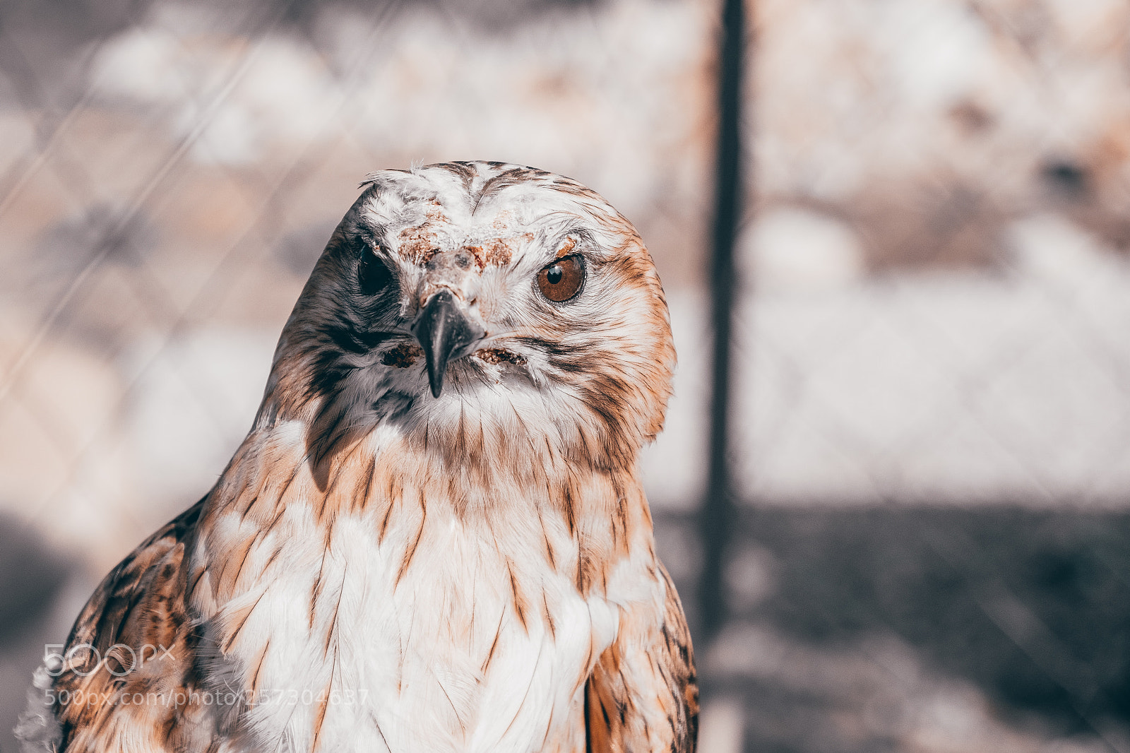 Fujifilm X-T2 sample photo. Eagle in the cage photography