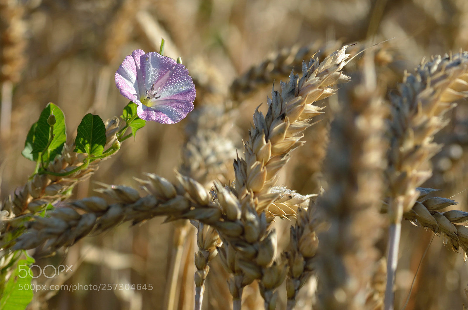 Nikon D7000 sample photo. Untitled photography