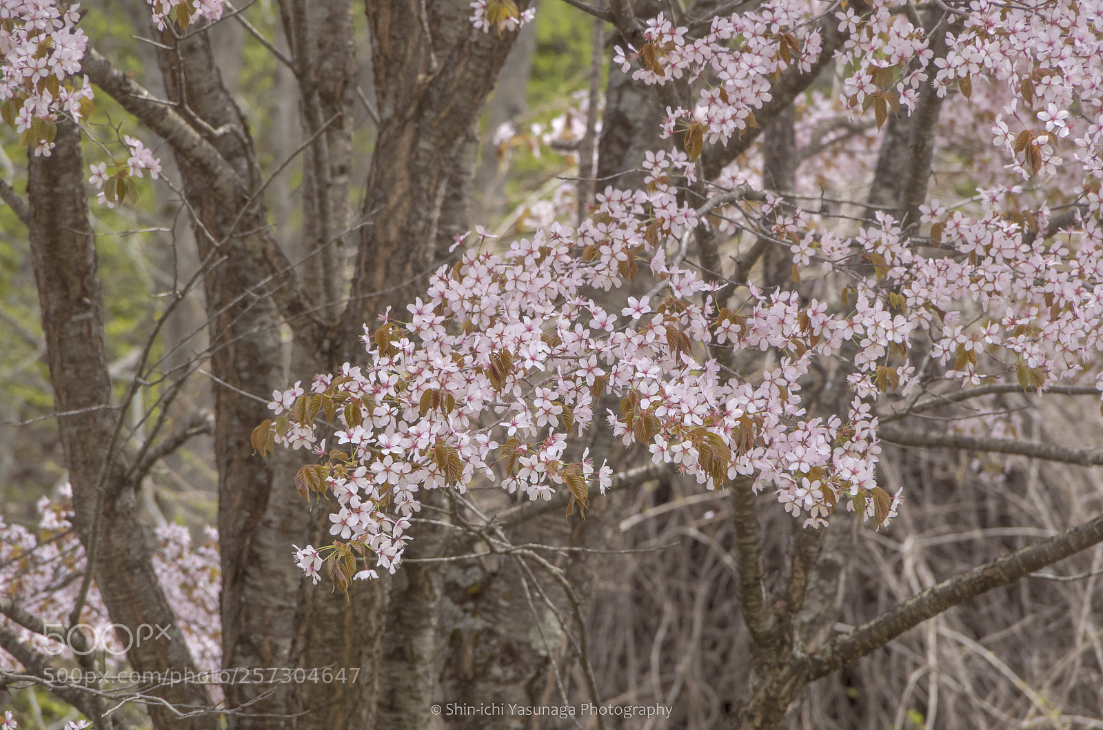 Pentax K-30 sample photo. Spring in mountain photography