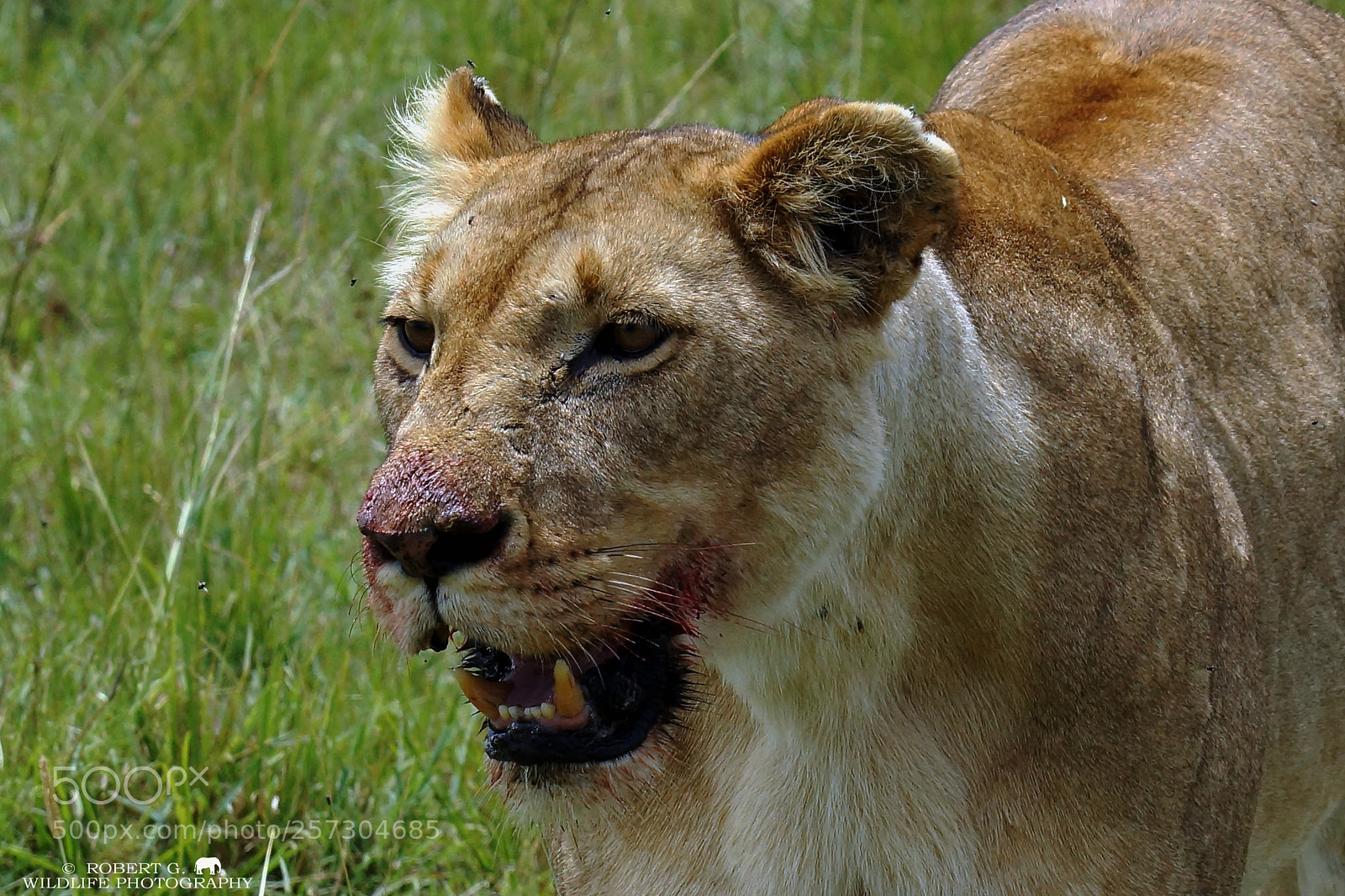 Sony SLT-A77 sample photo. Lion portrait photography