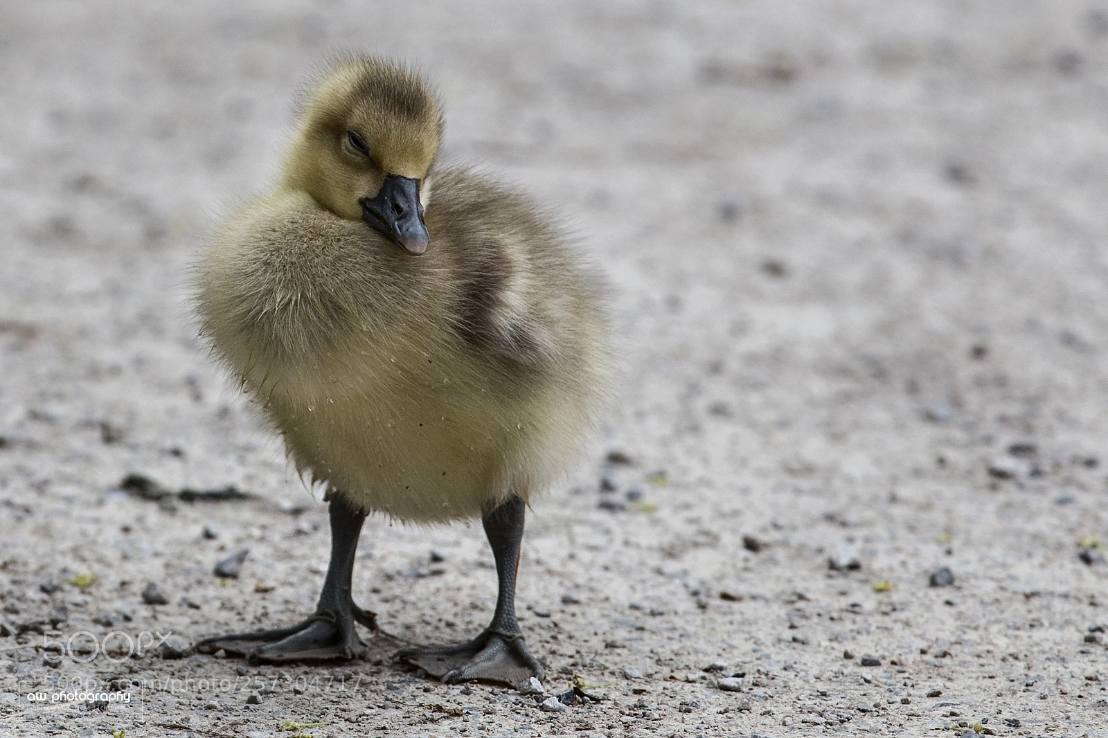 Canon EOS 6D sample photo. Little chick photography