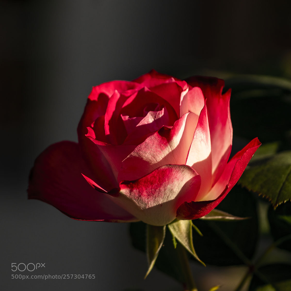 Sony a6300 sample photo. Blüten 090518-012 photography