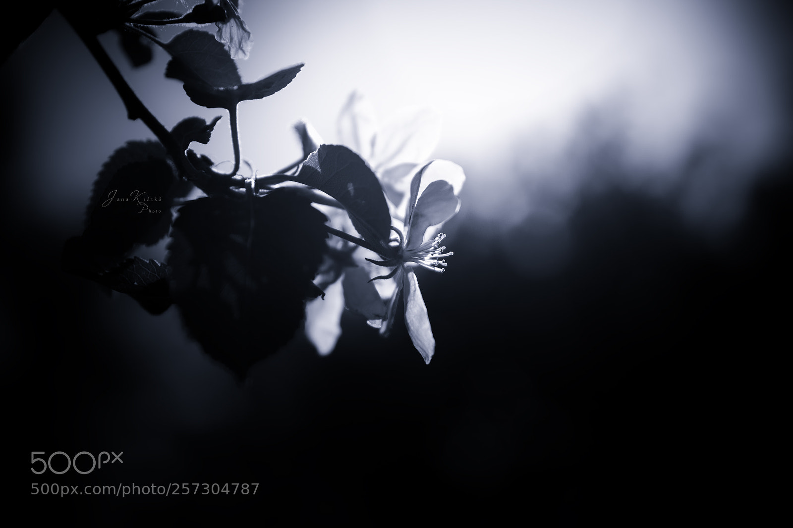Canon EOS 6D sample photo. Spring photography