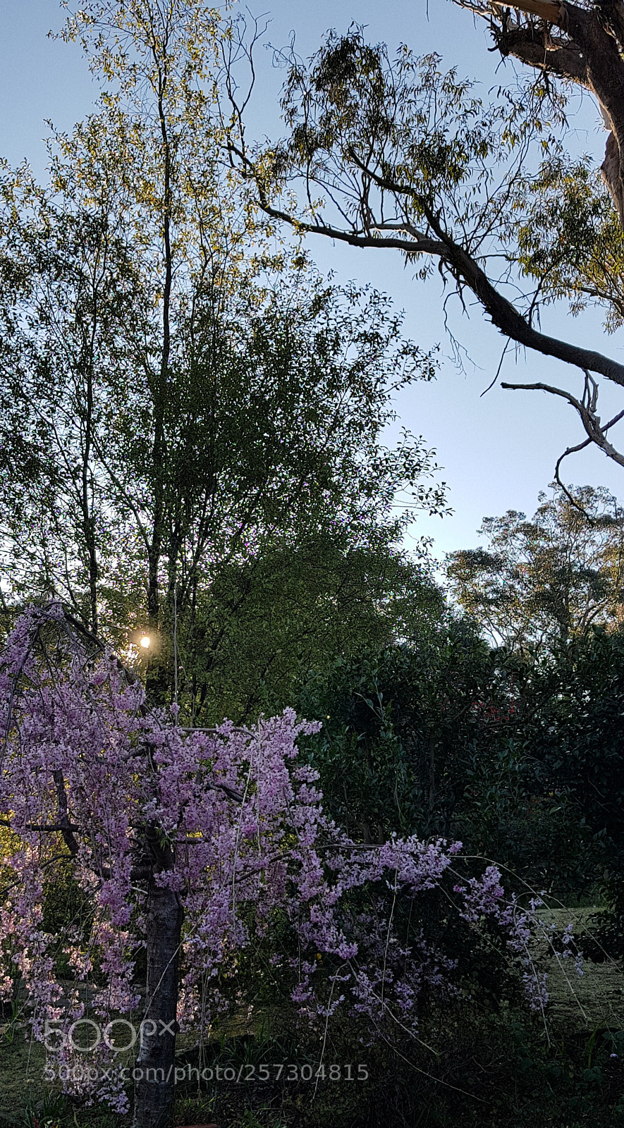 Samsung Galaxy S8+ sample photo. Blossom 3 photography