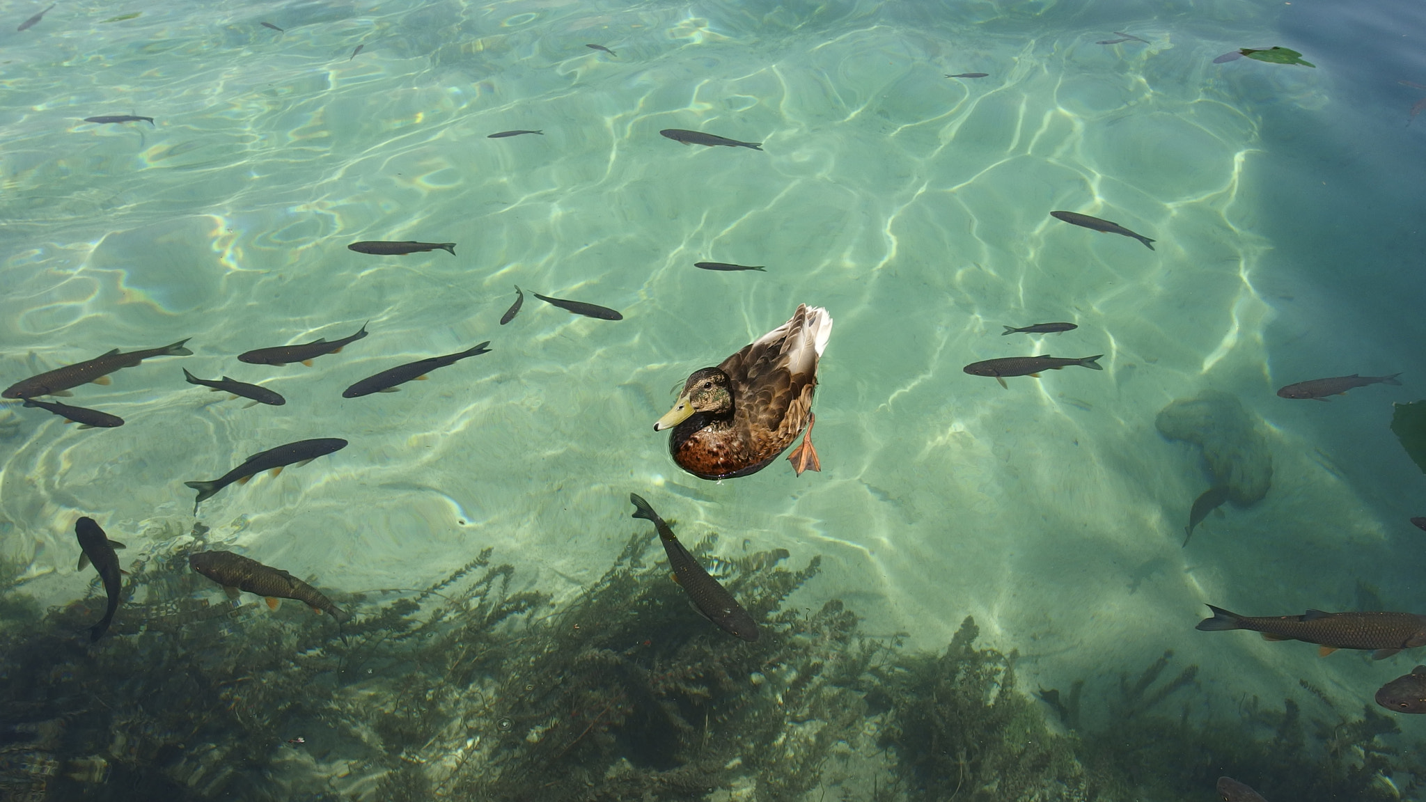 Olympus XZ-2 iHS sample photo. Duck in plitvice lakes national park photography