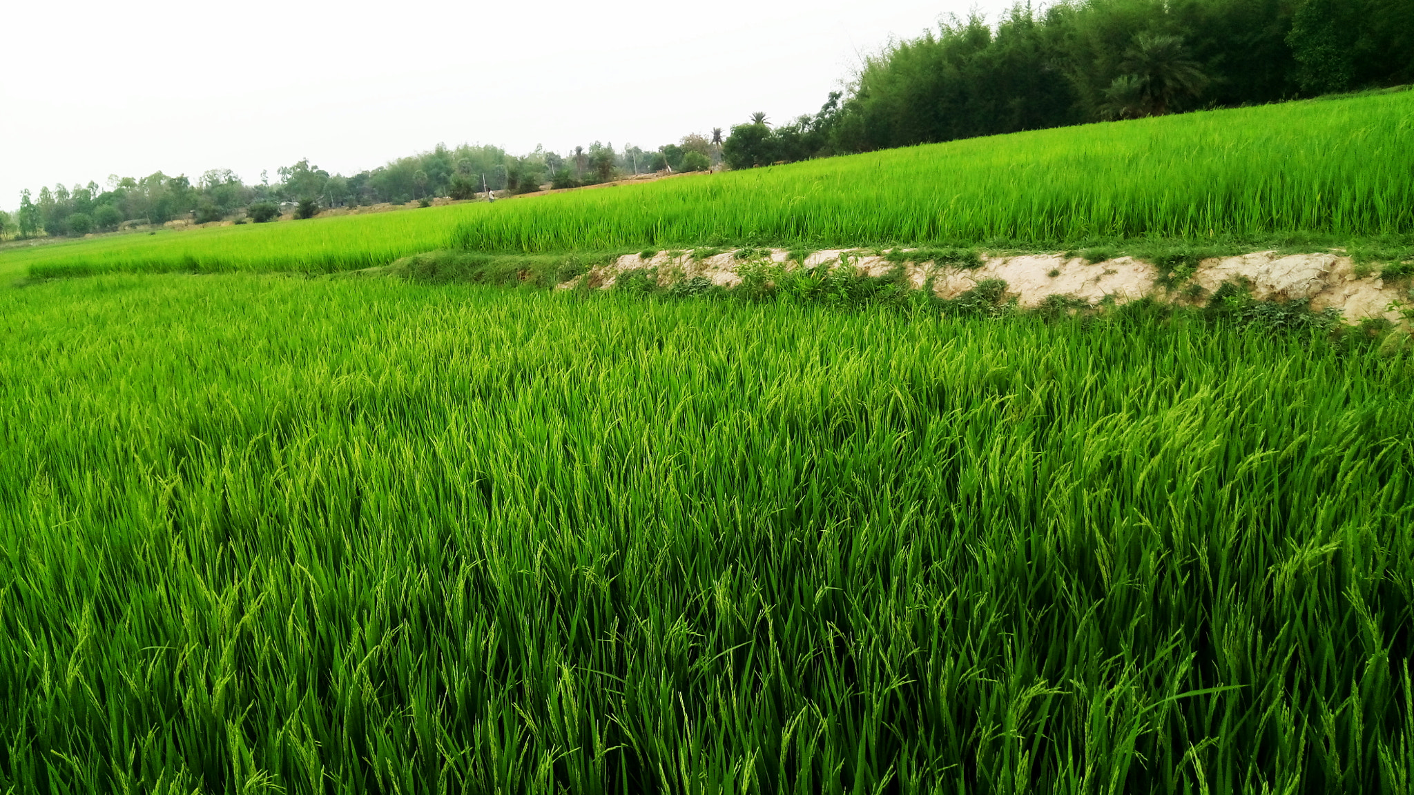 GIONEE A1 lite sample photo