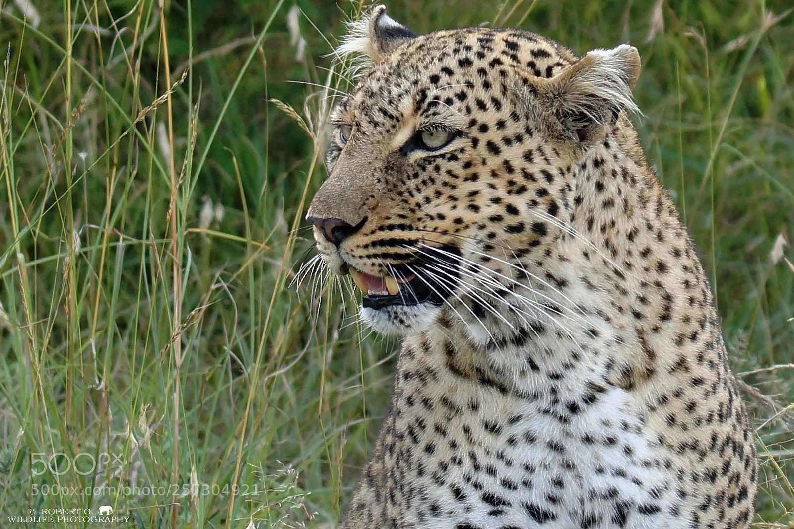 Sony SLT-A77 sample photo. Leopard portrait photography