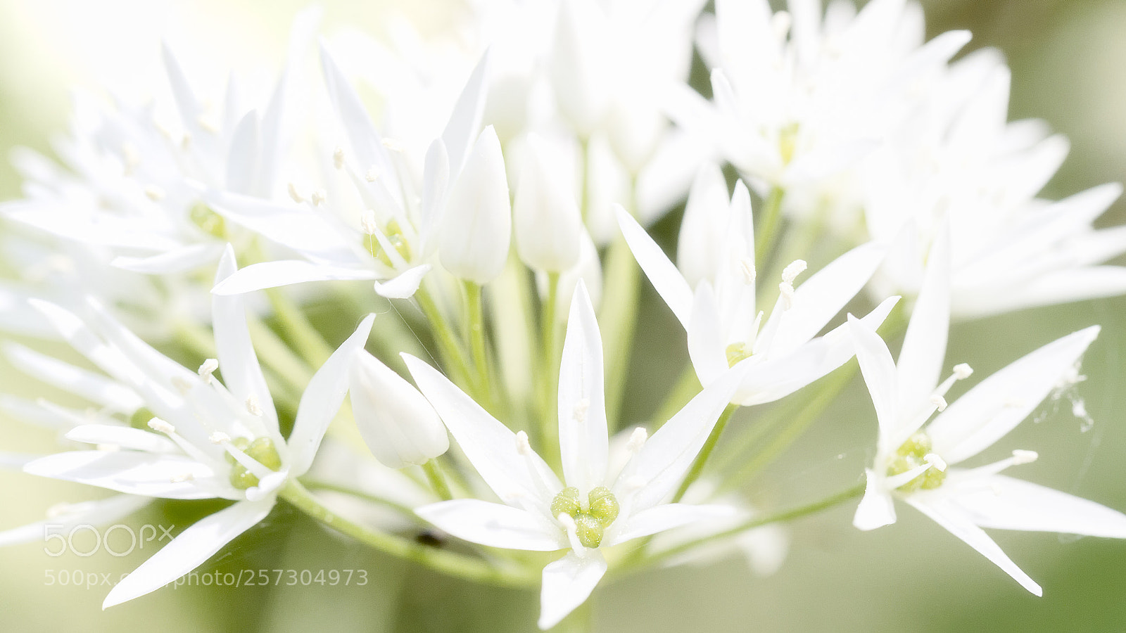 Canon EOS 7D sample photo. Wild garlic #6 photography