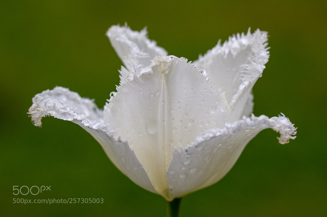 Canon EOS 7D sample photo. White tulip photography