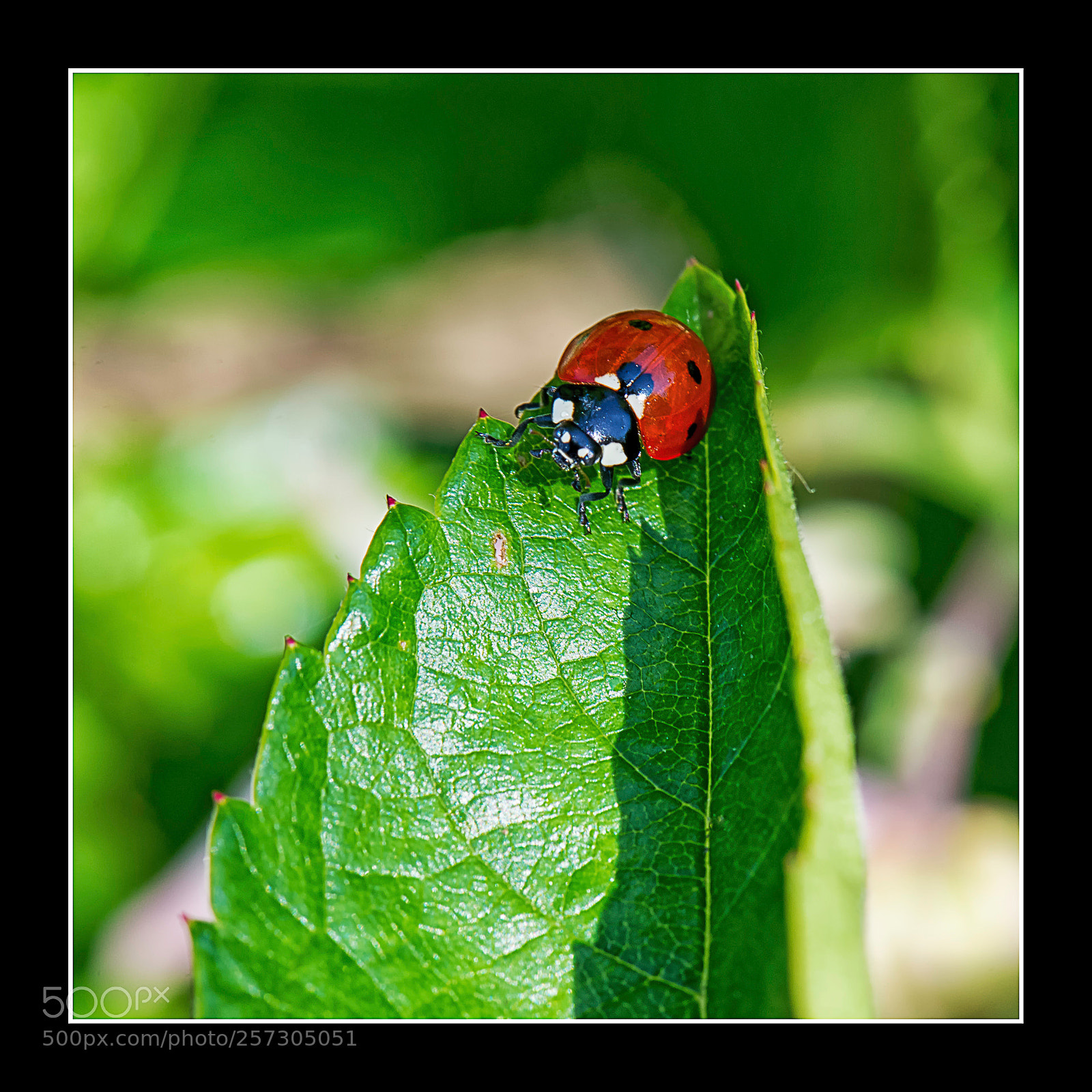 Nikon D610 sample photo. Coccinelle. photography