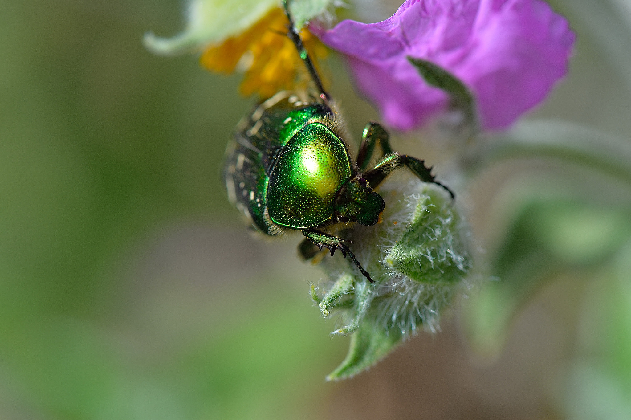 Nikon Df + Nikon AF-S Micro-Nikkor 105mm F2.8G IF-ED VR sample photo. Green queen photography