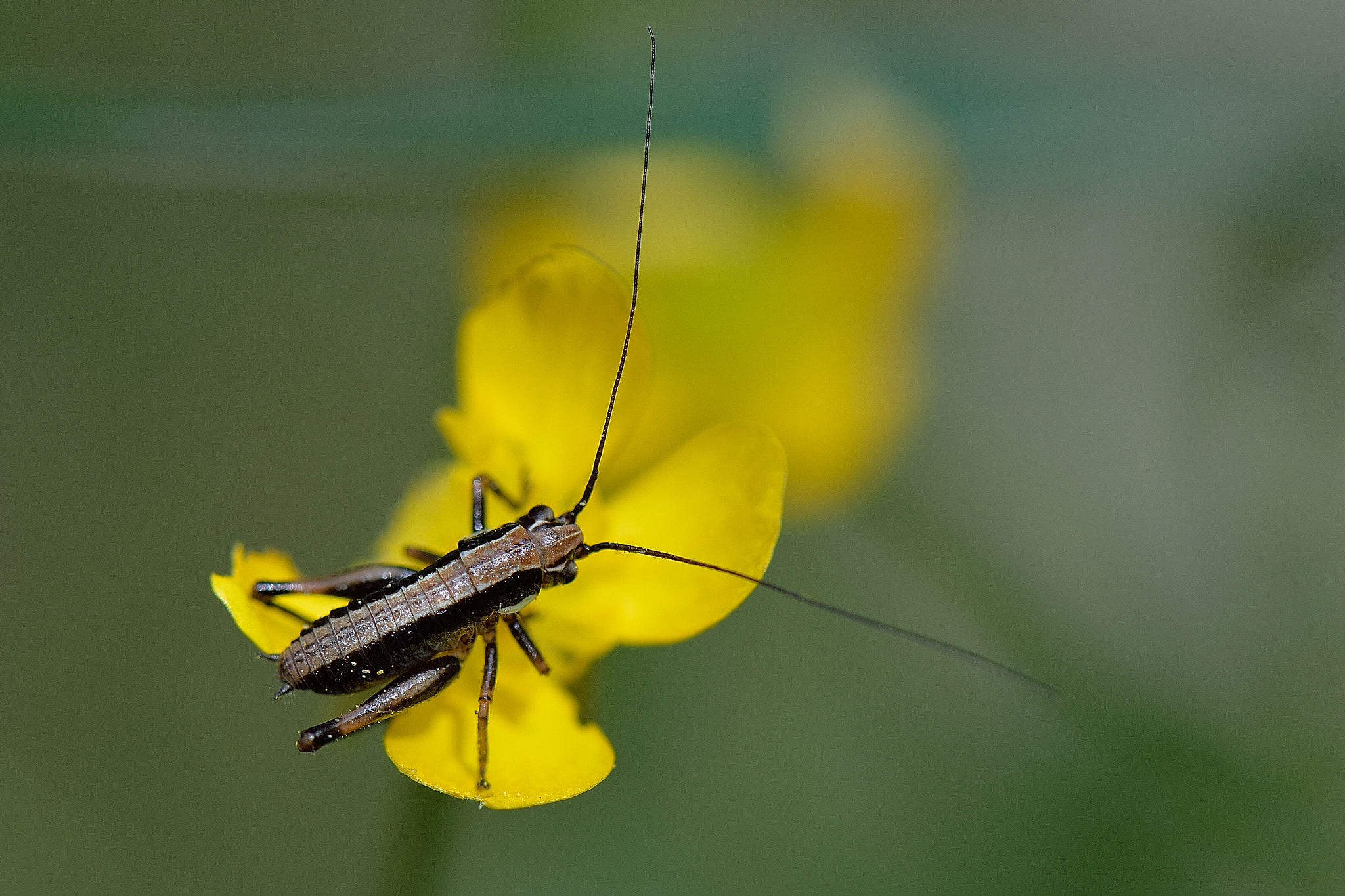 Nikon AF-S Micro-Nikkor 105mm F2.8G IF-ED VR sample photo. Hello photography