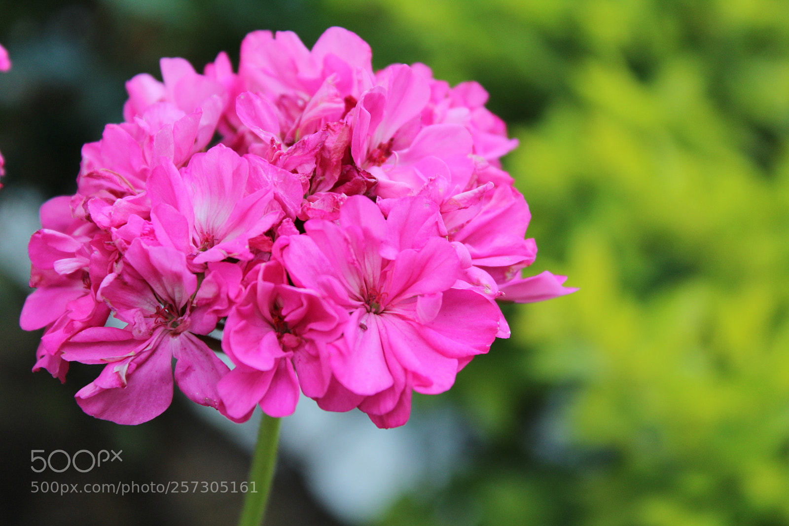 Canon EOS 1300D (EOS Rebel T6 / EOS Kiss X80) sample photo. The flower photography